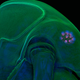 Illustration for article titled I Cant Get Enough of This Weird and Wonderful Microscopy